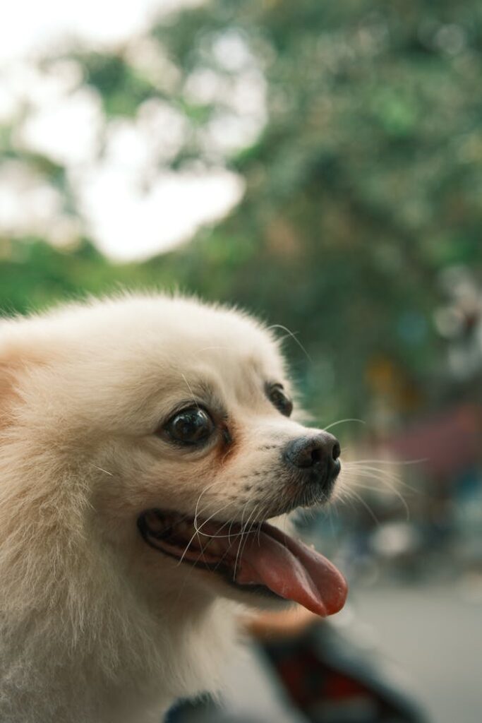 adorable-pomeranian-dog-outdoors-close-up-28945557