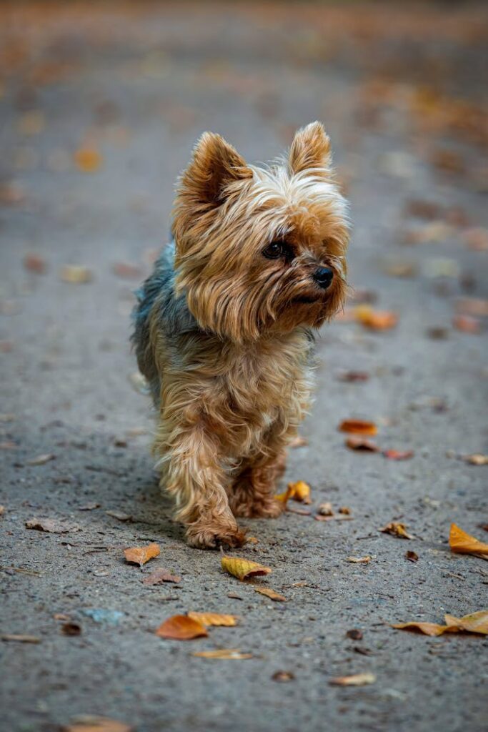 Cute Yorkshire Terrier Walking Outdoors with Autumn Leaves