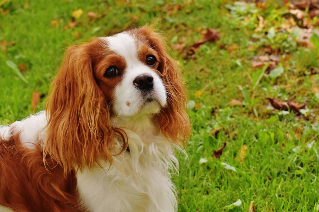 Adorable Cavalier King Charles Spaniel posing happily outdoors on green grass.