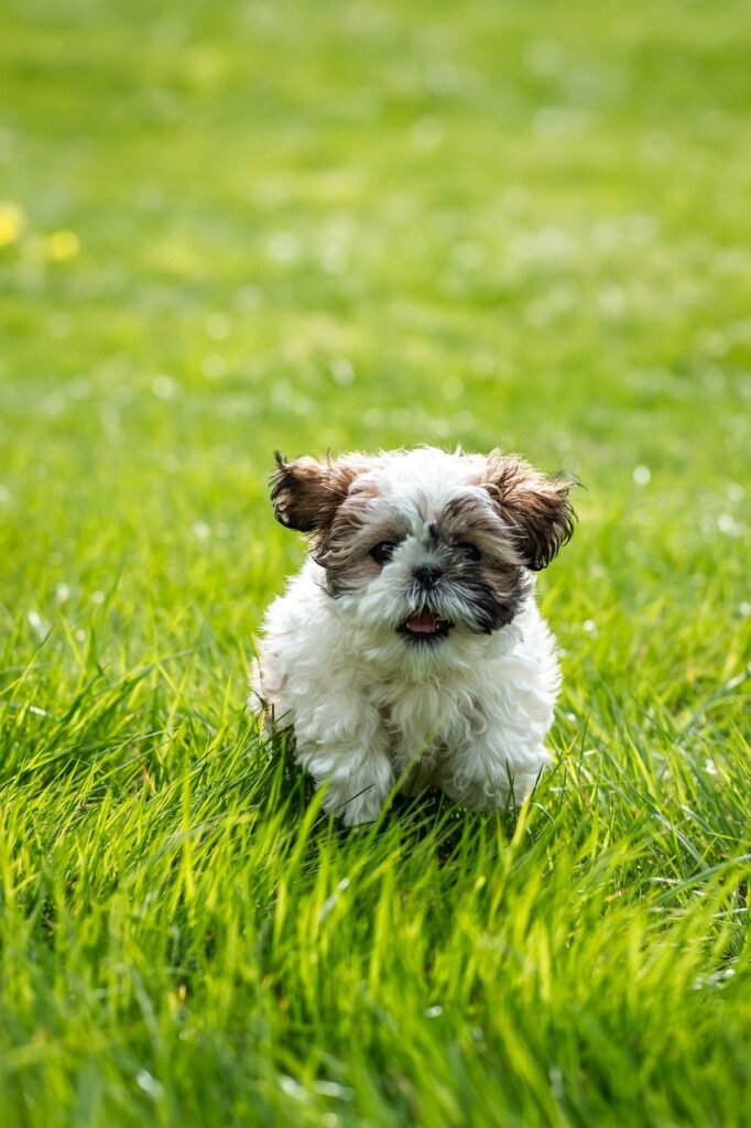 animal, shih tzu, dog