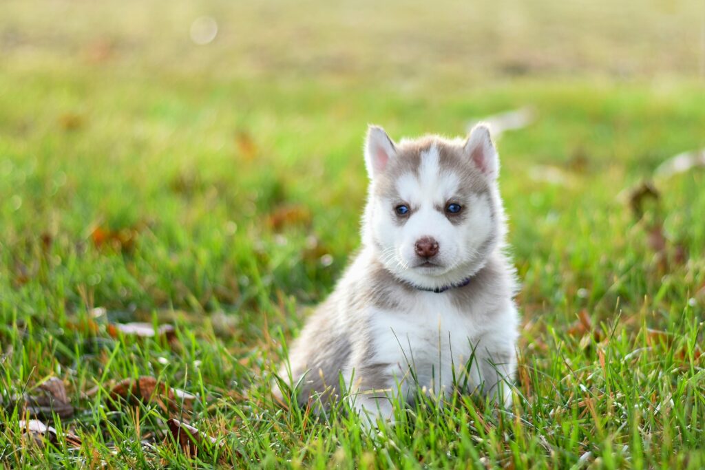 Cute Siberian Husky puppy sitting on grass, showcasing its striking blue eyes and fluffy fur.