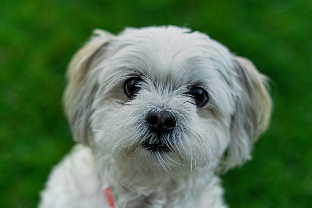 Adorable white dog with fluffy fur, looking curious, against a green background.