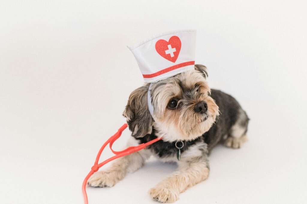 Purebred funny adorable puppy in nurse cap with stethoscope lying on floor on white background of studio