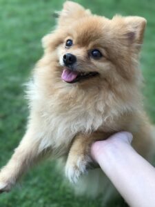 cute fluffy dog