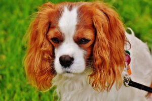 dog, cavalier king charles spaniel, pet