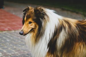 fluffy big dog breed