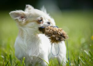 Adorable white chihuahua puppy playing with a furry toy outdoors on a sunny day.