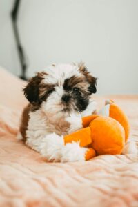 Cute Shih Tzu puppy cuddling an orange plush toy on a soft bed indoors.