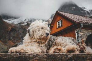 A fluffy dog relaxing outdoors near a rustic cabin in a mountainous winter setting.