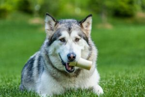 Siberian Husky with a bone lying on grass, showcasing its natural beauty and playful spirit.