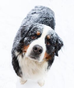 Charming Bernese Mountain dog covered in snow, gazing at the camera during winter.