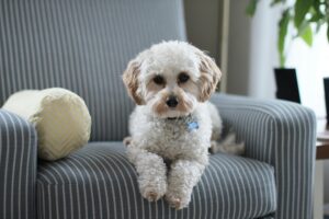 Cute Cavapoo puppy lounging on a striped chair in a cozy room setting.